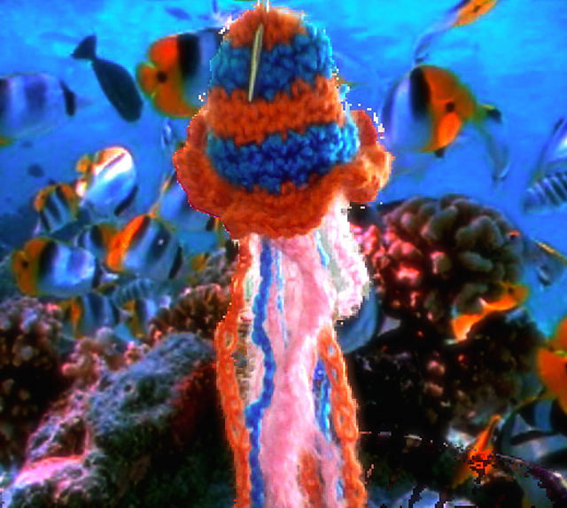 Jellyfish
