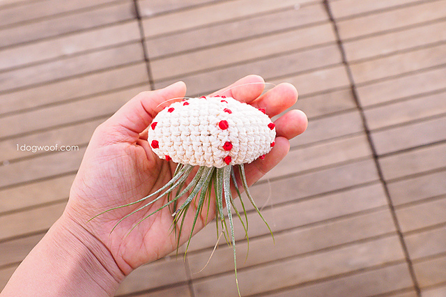 Air Plant Jellyfish