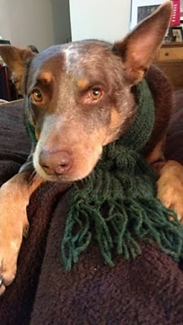 Scarf for Your Pup