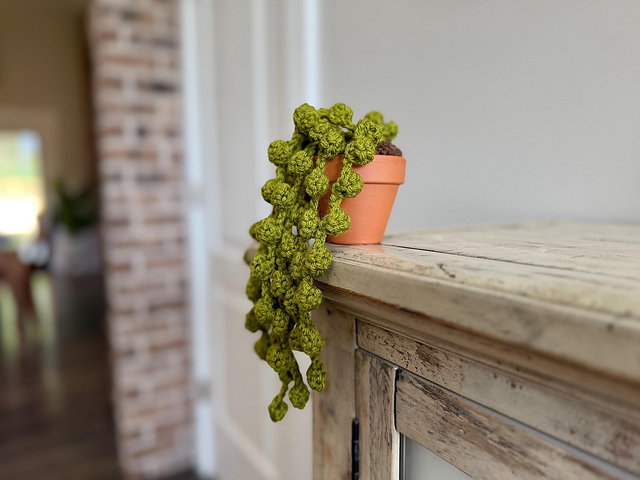 String of Pearls Plant