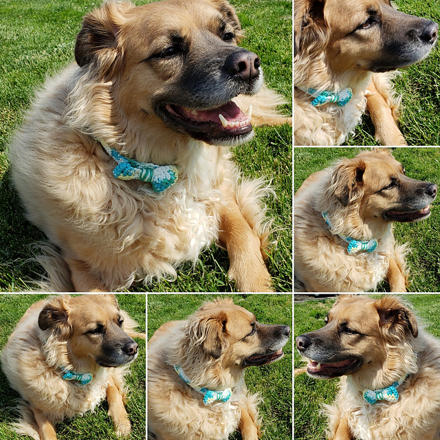 Chewy's Collar