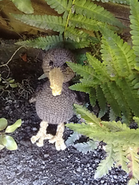 Little Kiwi
