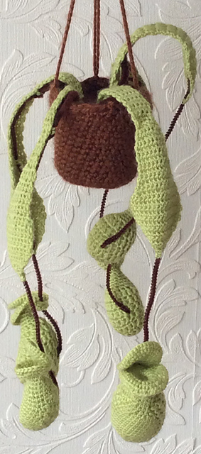 Pitcher Plant