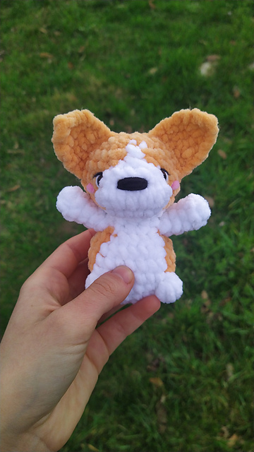 Corgi Dog