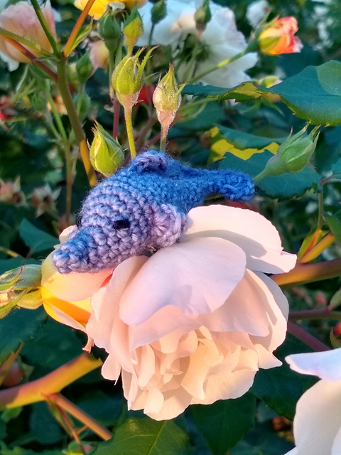 Little Dolphin - kleiner Delphin