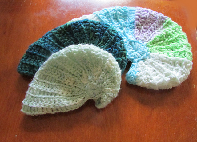 Nautilus Shell