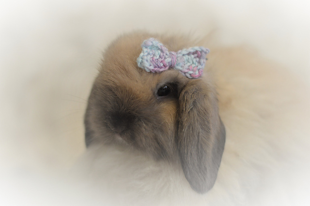 Small Bow