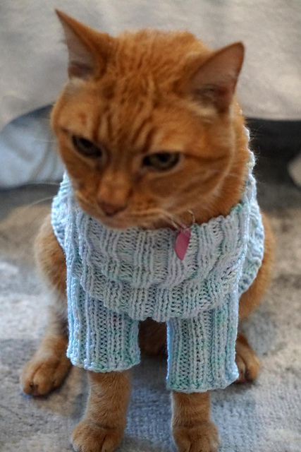 Heel! A sock-shaped pet sweater