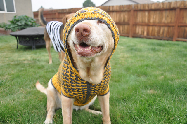 Ravelry: Pooch Pullover pattern by Amy Gunderson