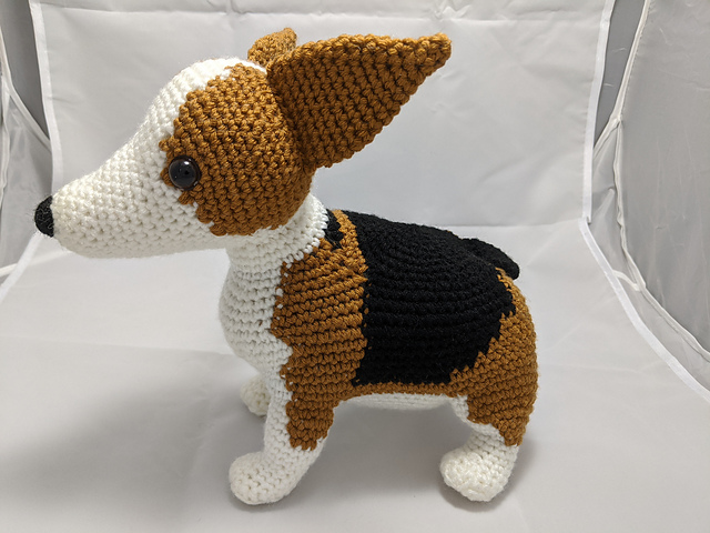 Amy the Corgi