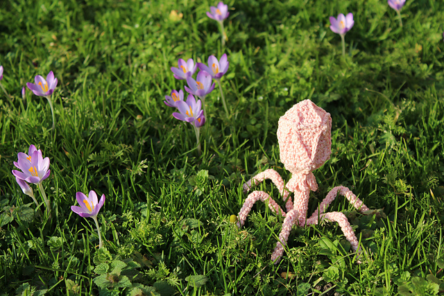 Bacteriophage