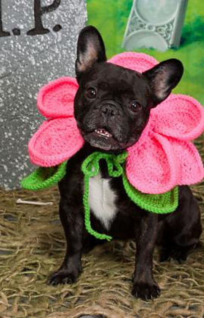 Blooming Dog