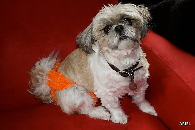 PupPee (Girl Dog Diaper) KNIT