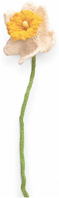 Daffodil