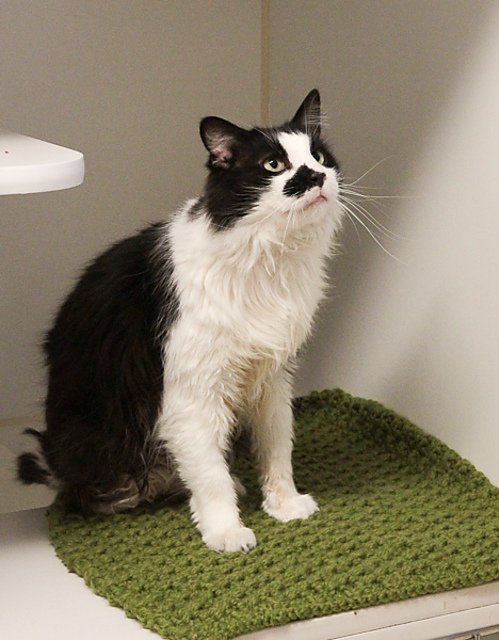 Gimme Shelter Cat Blankets