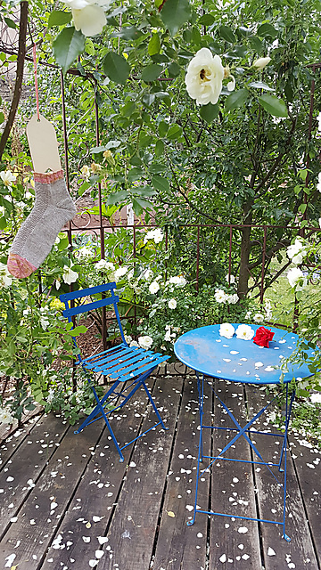 Une chaussette dans un rosier
