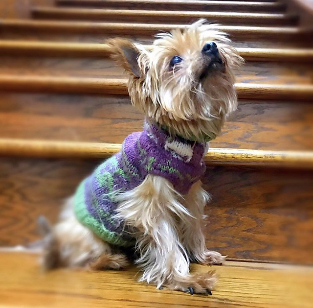 Snake pup sweater
