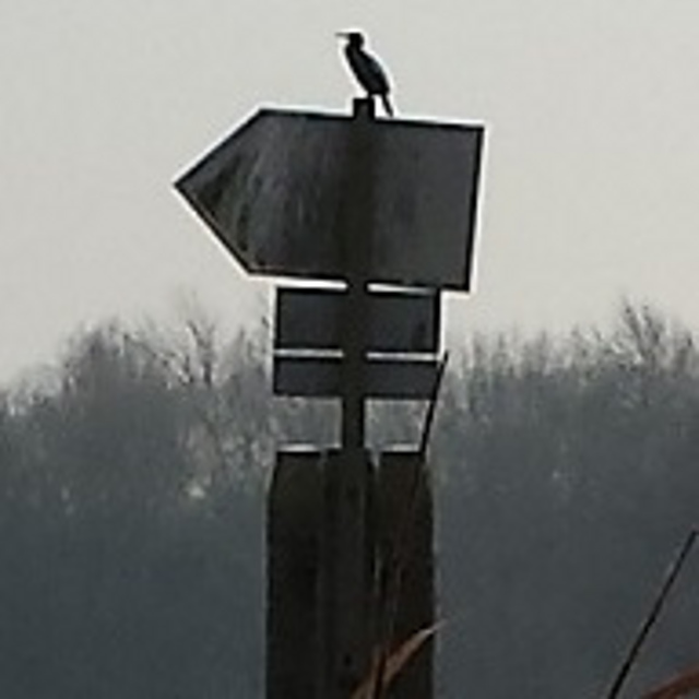 Cormorants at Dusk Big Bag