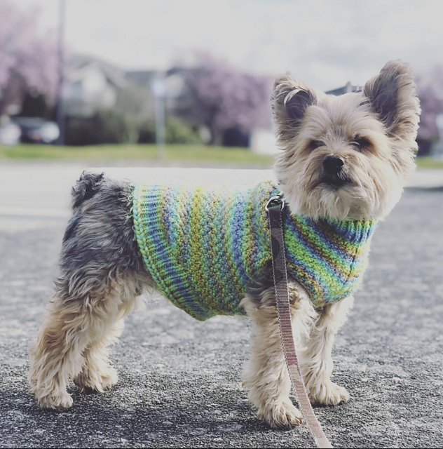 #24 Moss St Dog Sweater