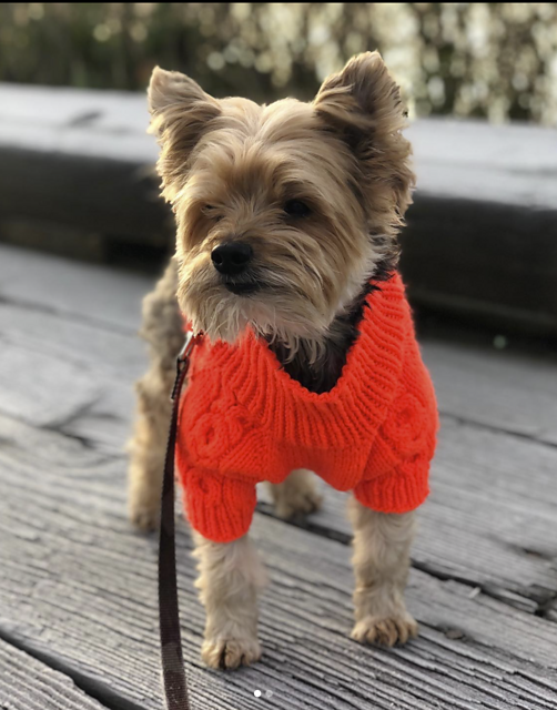 #27 XOXO Cable Dog Sweater