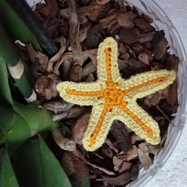Gracious Starfish