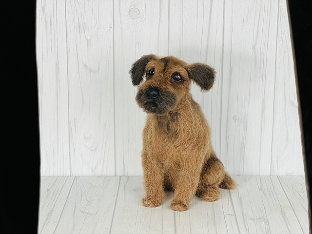 Border Terrier Dog
