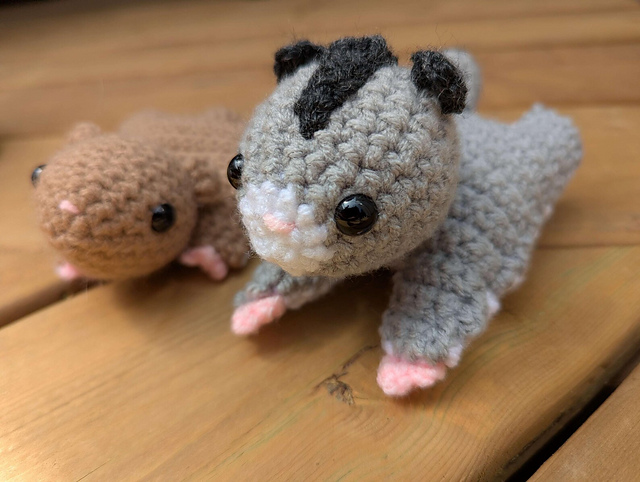 Sugar Glider and Flying Squirrel