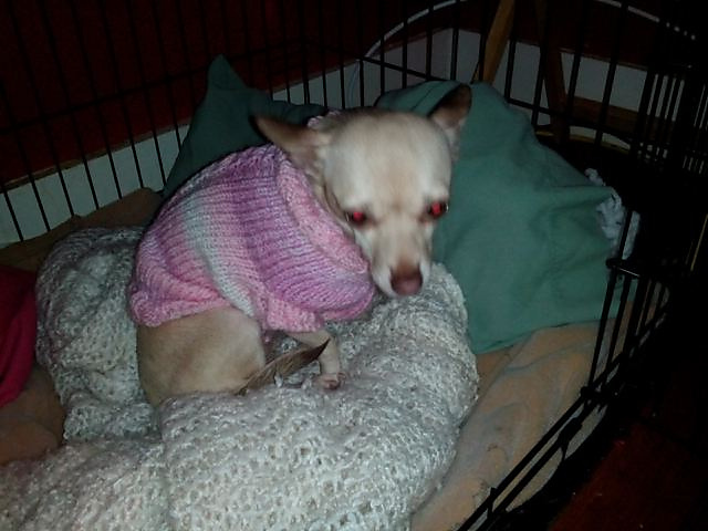 5 lb Single Cable Dog Sweater