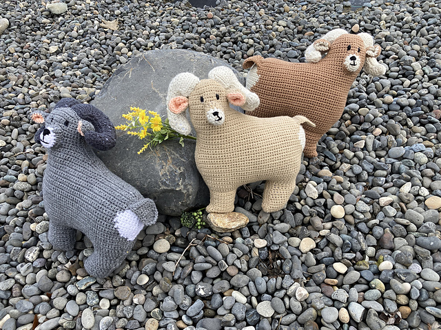 Bighorn Sheep