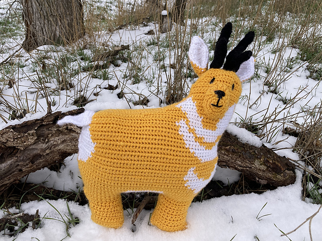 Pronghorn Antelope