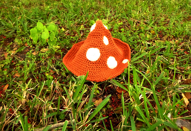 Muscaria