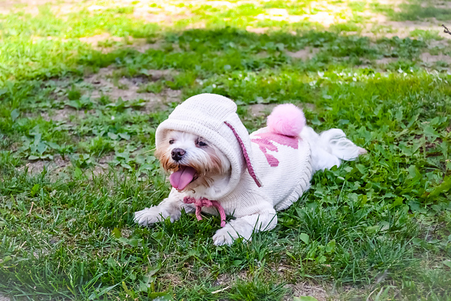 Ravelry: Easter bunny hoodie for dog pattern by Olga Kudrjavceva