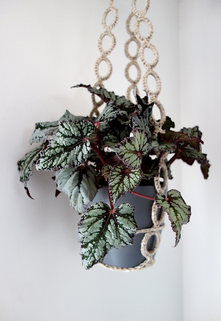 Rings Plant Hanger