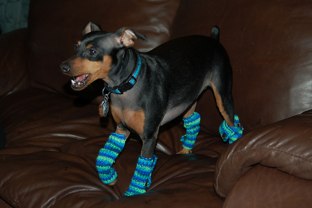 Doggie Legwarmers