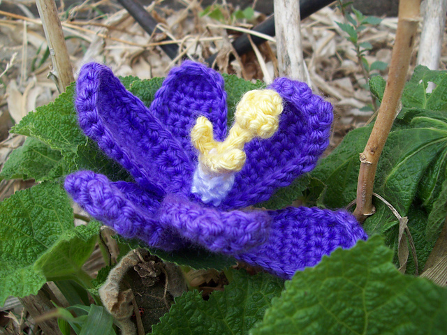Crocus