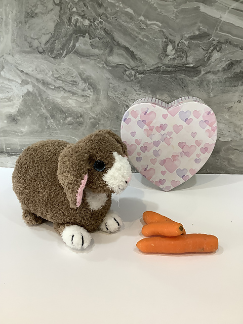 Dwarf Lop Eared Bunny Rabbit