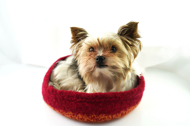 Bowl/Yorkie Bed