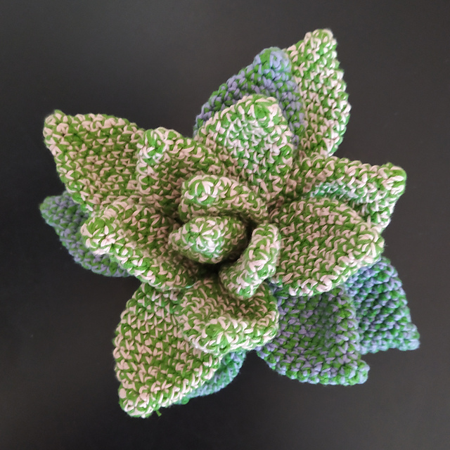 Succulente Echeveria