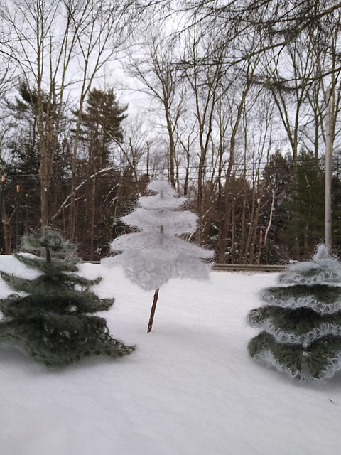 In the Pines