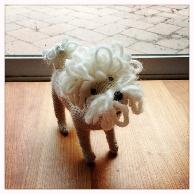 Bichon Frise