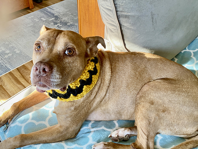 Bonus Dog Chunky Cowl