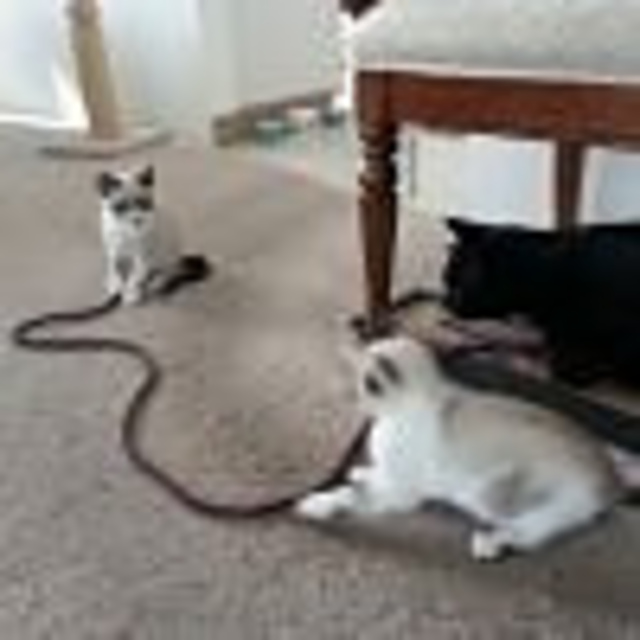 Giddy Cords
