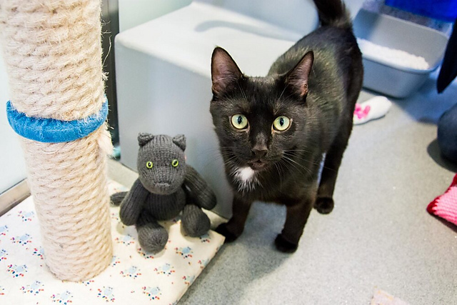 Sushi the Grey Cat for Battersea