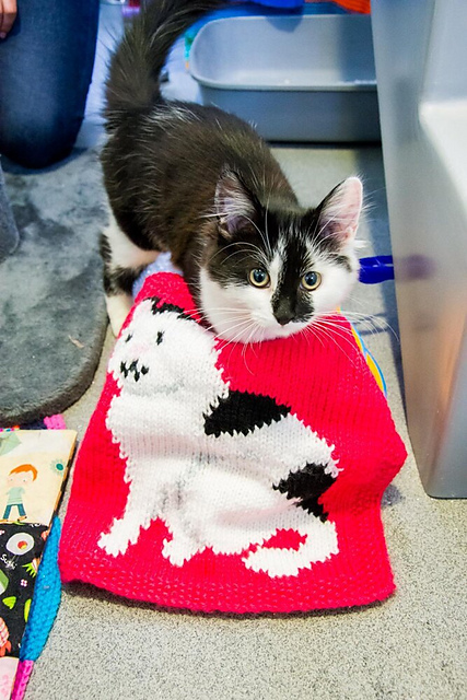 Ray the Cat Square Blanket for Battersea