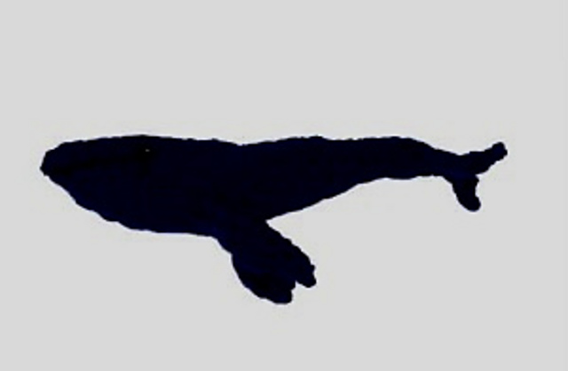 Blue whale