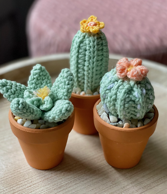 Succulent & Cacti Mini Bundle