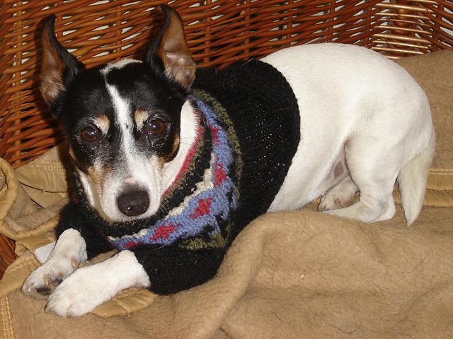 Icelandic Sweater: Pups on Parade