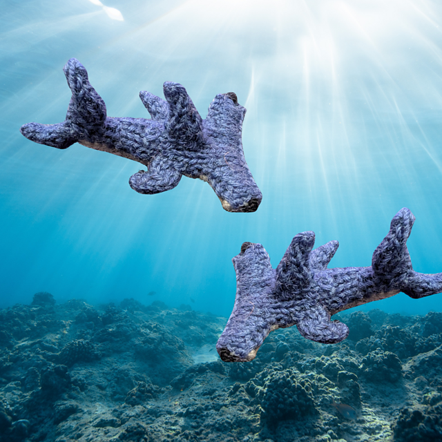Tiny Hammerhead Shark