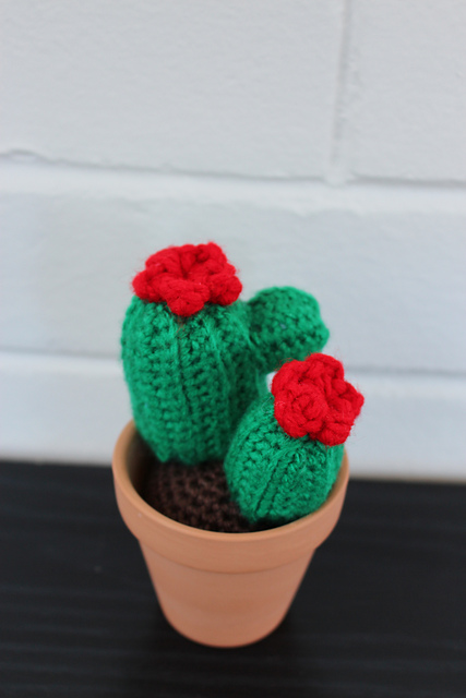 Little Cactus