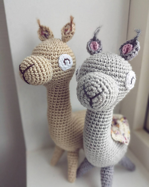 Cheesecake the alpaca